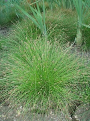 Eleocharis ovata
