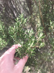 Pomaderris angustifolia