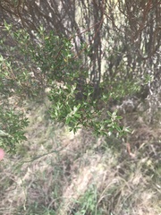 Pomaderris angustifolia