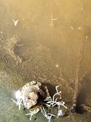 Platyplectrum ornatum