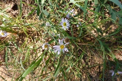 Aster shimadae