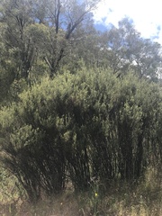 Pomaderris angustifolia