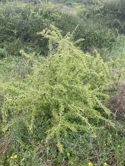 Lycium schweinfurthii