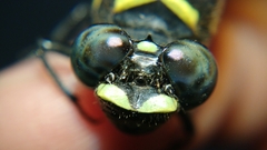 Ictinogomphus decoratus
