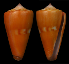 Conus daucus