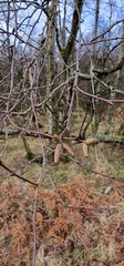 Betulaceae