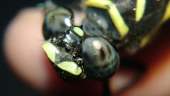 Ictinogomphus decoratus