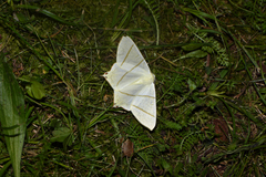 Ourapteryx sambucaria