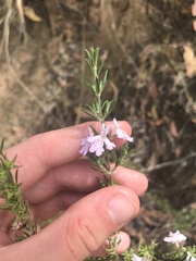 Westringia eremicola