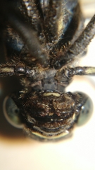 Ictinogomphus decoratus