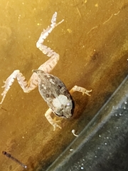 Platyplectrum ornatum