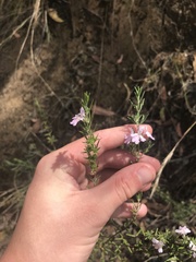 Westringia eremicola