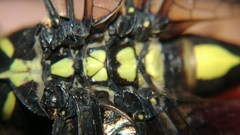 Ictinogomphus decoratus