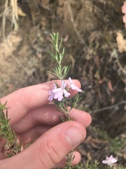 Westringia eremicola