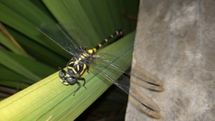 Ictinogomphus decoratus
