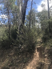 Westringia eremicola