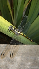 Ictinogomphus decoratus