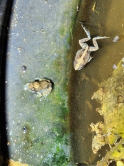 Platyplectrum ornatum