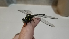 Ictinogomphus decoratus