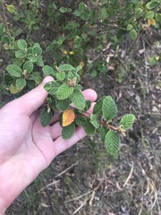 Pomaderris subcapitata