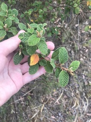 Pomaderris subcapitata