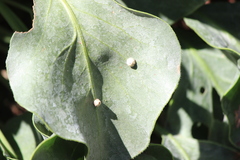 Ceroplastes cirripediformis