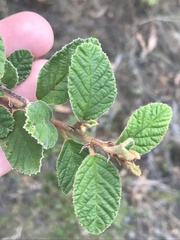 Pomaderris subcapitata