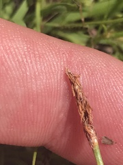 Eleocharis atricha