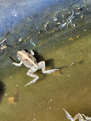 Platyplectrum ornatum