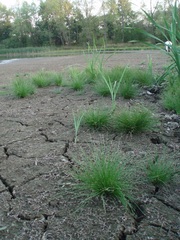 Eleocharis ovata