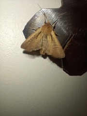 Ichneutica atristriga