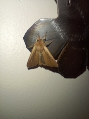 Ichneutica atristriga