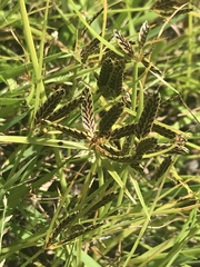 Cyperus sanguinolentus
