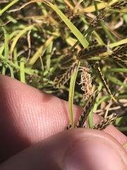 Cyperus sanguinolentus