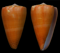 Conus daucus