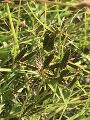 Cyperus sanguinolentus