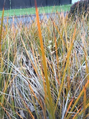 Libertia peregrinans