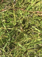 Cyperus sanguinolentus