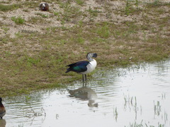 Sarkidiornis melanotos