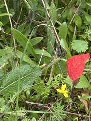 Papaver umbonatum