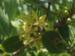 Acronychia imperforata