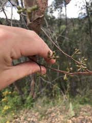Eucalyptus macrorhyncha