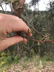 Eucalyptus macrorhyncha