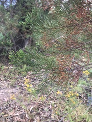 Callitris endlicheri