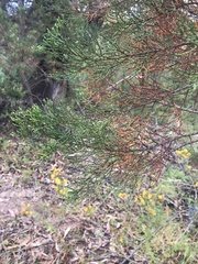 Callitris endlicheri