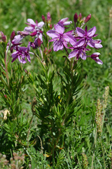 Chamaenerion fleischeri