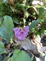 Bergenia