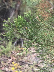 Callitris endlicheri