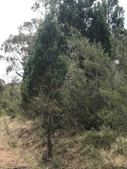 Callitris endlicheri