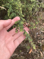Pultenaea spinosa